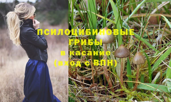 стаф Алзамай